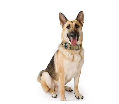 Collier robuste et durable pour chiens